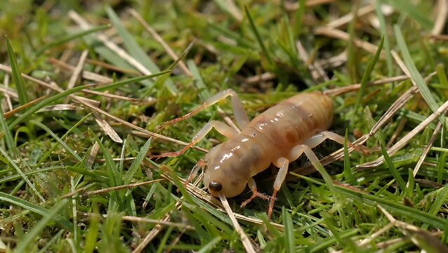 diminutive arachnid rests inverted upon a grass blade enduring a protracted effort to right itself ultimately achieving equilibrium and ambulating onward this minuscule being functions as a carrier