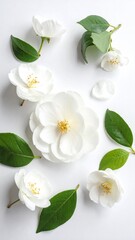 Obraz premium Delicate white camellia flowers with green leaves flat lay composition on a white background.