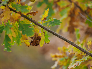 An insect gall on the underside of an oak leaf in autumn colors.
