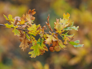 An insect gall on the underside of an oak leaf in autumn colors.
