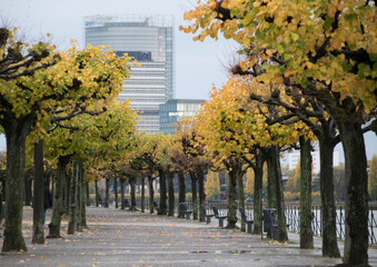 Beueler Rheinpromenade mit Hochh&auml;usern des ehem. Bonner Regierungsviertels im Herbst
