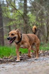 Full-body shot of a happy, small to medium-sized brown mixed breed dog running freely with its mouth open on a dirt trail in a light forest or park
