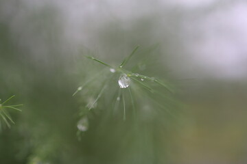Asparagus Leaves Sparkling with Morning Dew