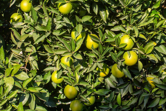 Orange garden with ripe oranges on tree branches.