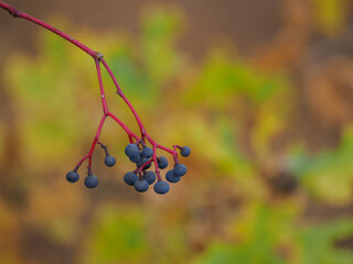 Purple berries of Virginia creeper on a leafless twig.
