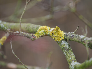Yellow lichen growing on a tree branch.

