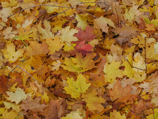 Fallen maple leaves in autumn orange color.
