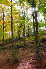 Colorful autumn beech forest with golden leaves and soft light in the mountains
