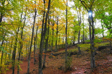 Fototapeta premium Colorful autumn beech forest with golden leaves and soft light in the mountains