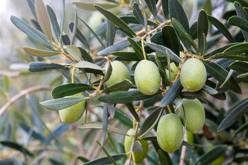Fresh green olives on the olive tree
