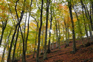 Colorful autumn beech forest with golden leaves and soft light in the mountains