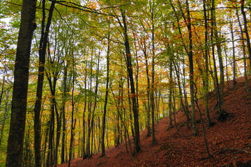 Colorful autumn beech forest with golden leaves and soft light in the mountains