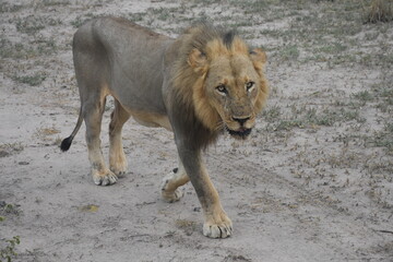 Young African Male Lion Zambia