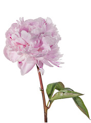 pink dark and light lush peony flower with three green leaves
