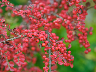 Small red berries on a twig of cotoneaster horizontalis.
