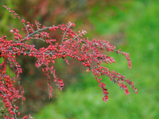 Small red berries on a twig of cotoneaster horizontalis.
