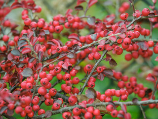 Small red berries on a twig of cotoneaster horizontalis.
