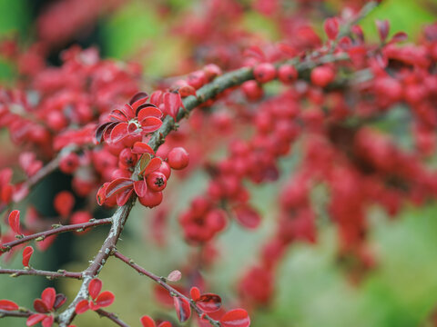Small red berries on a twig of cotoneaster horizontalis.
