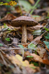 Edible brown bolete mushroom growing on a slope in fallen leaves.
