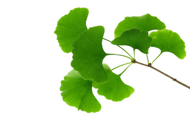 Ginkgo biloba branch and green leaves isolated on white	