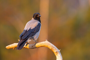 Wrona siwa (Corvus cronix) © Grzegorz