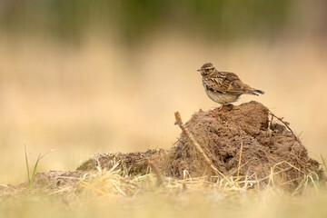 Lerka, skowronek borowy (Lullula arborea) © Grzegorz
