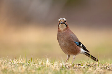 Sójka (Garrulus glandarius) © Grzegorz