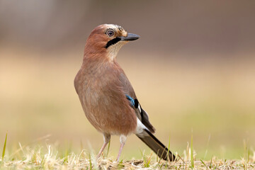 Sójka (Garrulus glandarius) © Grzegorz