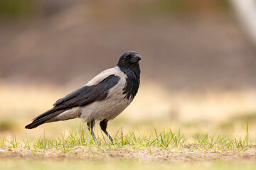 Wrona siwa (Corvus cronix)