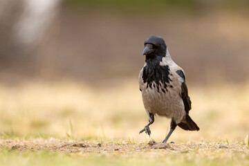 Wrona siwa (Corvus cronix) © Grzegorz