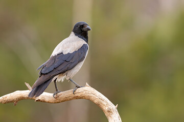 Wrona siwa (Corvus cronix)