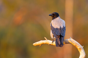 Wrona siwa (Corvus cronix) © Grzegorz