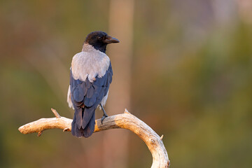 Wrona siwa (Corvus cronix)
