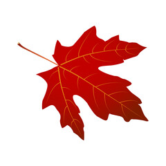 Red maple leaf vector. Curved isolated leaf for autumn and Canadian-themed designs; ideal for cards, stickers, crafts, print and digital projects. Seasonal foliage illustration.