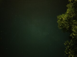 Night sky with scattered stars above illuminated foliage. Lush tree branches glow in foreground...