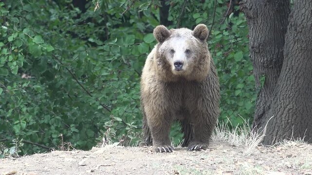 Real wild brown bear roaming free in the forest in nature.Ursus arctos is a large bear species found across Eurasia and North America.Grizzly Alaskan Kodiak Carnivora Marsican Eurasian brown bear.
