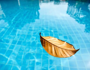 Autumn Leaf Floating on the Surface of a Swimming Pool.