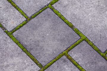 Green moss growing between interlocking paving tiles.
