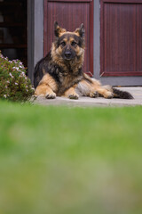 German Shepherd lying outdoors by a door on concrete behind grass.
