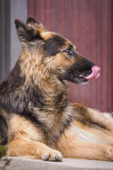 German Shepherd lying down outdoors near a door, licking its nose.
