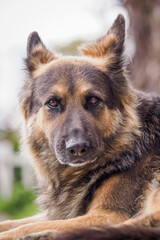 German Shepherd observing in a close-up of its head.
