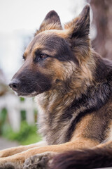 German Shepherd in a close-up of its head observing the surroundings while lying down.
