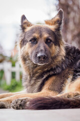 German Shepherd observing in a close-up of its head.
