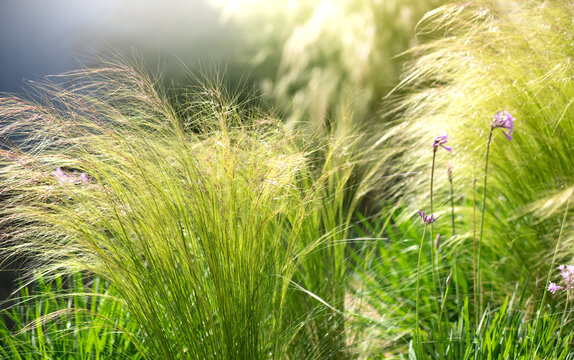 Mexican feather grass in modern garden, Stipa tenuissima gardening, landscaping, design. Pony Tails, Nassella, garden design, cereals, close up. Ornamental Plants, perennial grasses 