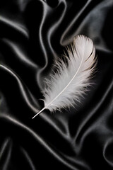 feather on black