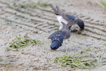 Crataerina hirundinis, a parasitic louse fly on Western house martin, Delichon urbicum, in France