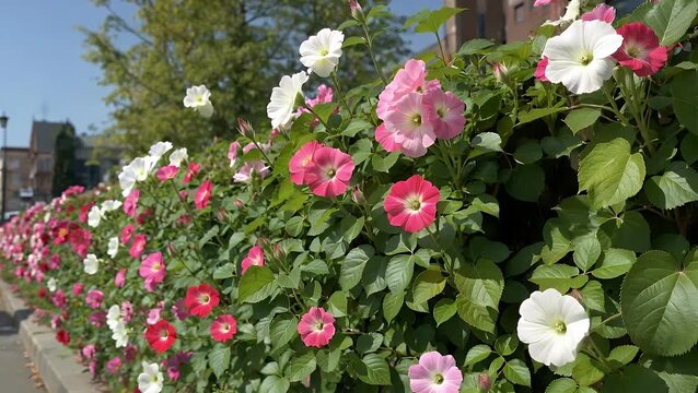 structure in an outdoor summer setting adorned with a vibrant arrangement of blossoming pale and rosy flora and verdant foliage creating a decorative botanical