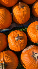 Colorful Pumpkins in the Sunlight