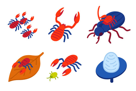 Colorful Pseudoscorpion Icons. Isometric vector illustration set Pseudoscorpions: tiny pseudoscorpions, venomous pincers, phoretic