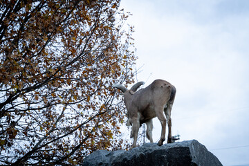 A majestic mountain goat stands atop a rock, framed by autumn foliage against a cloudy sky.